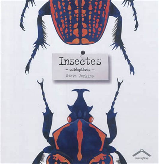 Insectes : coléoptères